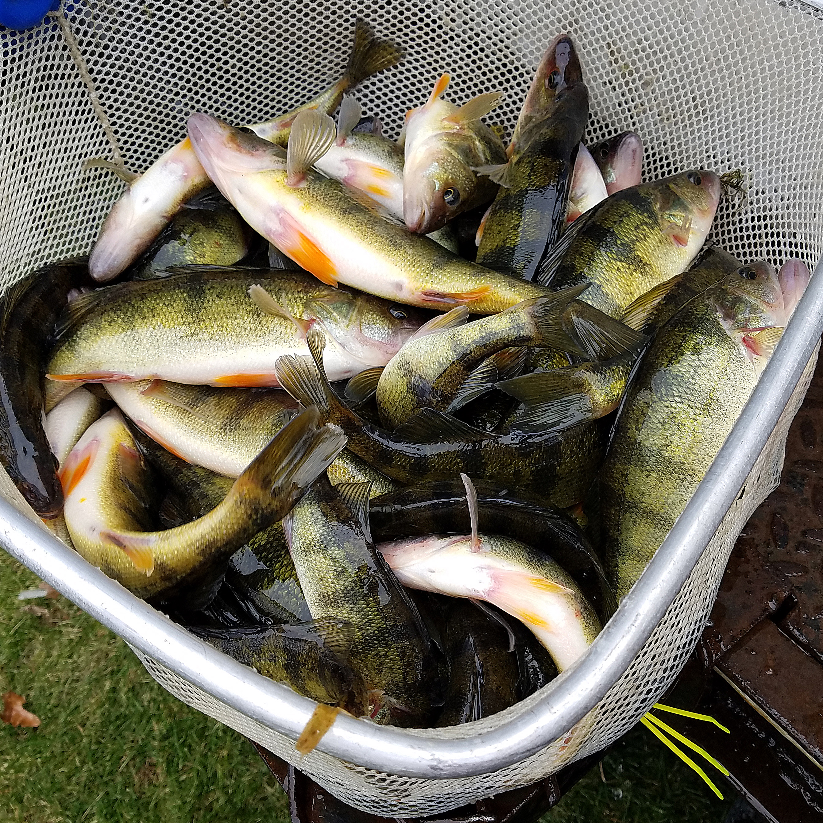Fish Stocking Ca 72 - wymetvm
