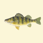 Best Pond Fish Food For Bass And Bluegill Best Pond Fish Food For Bass And Bluegill
